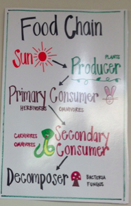 This is a great food chain anchor chart, that could easily be simplified for lower