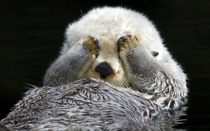 A shy sea otter hides from the camera while it grooms itself  Picture: TOM AND PAT LEESON / ARDEA / CATERS NEWS