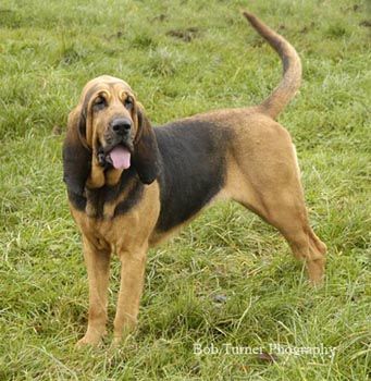 blood hound.The Bloodhound is a kind, patient, noble, mild-mannered and lovable dog. Gentle, affectionate and excellent with