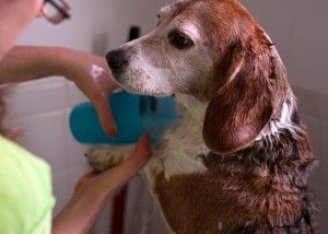 DIY Dog Grooming Tutorials + Tips For Dealing With Shedding, Stains And Odors