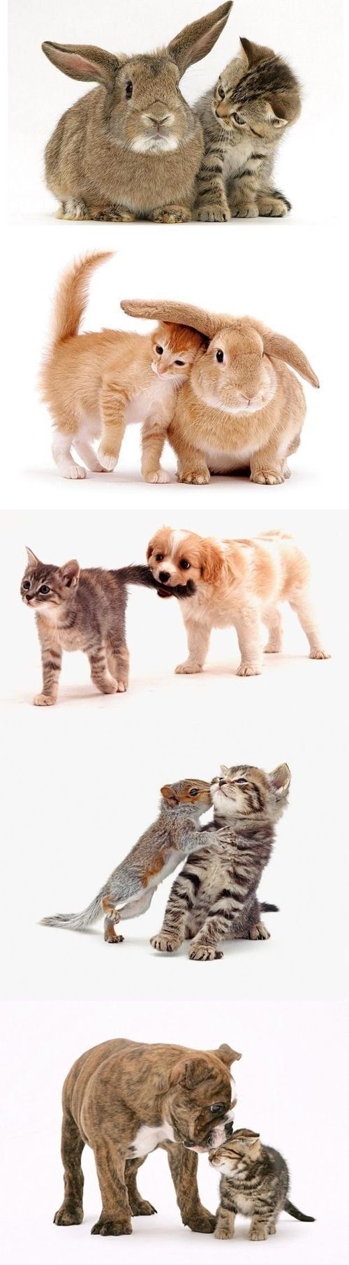Here is todays cute animal overload | Awesomely Cute, Cute Kittens, Cute Puppies, Cute Animals, Cute Babies and Cute Things in