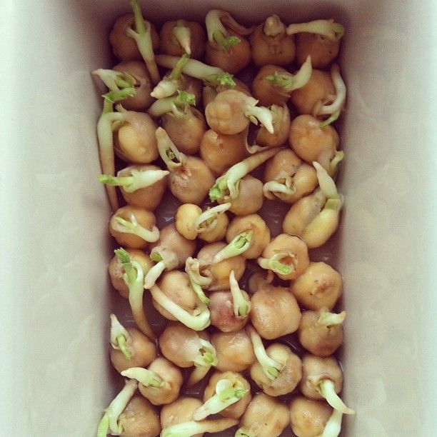 How to sprout chickpeas for planting, regrow celery, and other garden hacks
