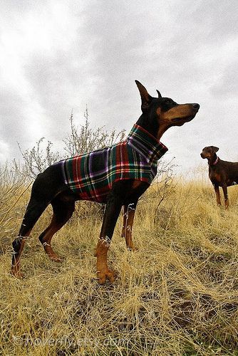 Plaid dog sweater. I love a well dressed dog!!
