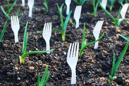 Plastic Forks to Protect Seedlings from Rabbits, Dogs, Cats, etc. ~ Can Also Use Clear Plastic Ones