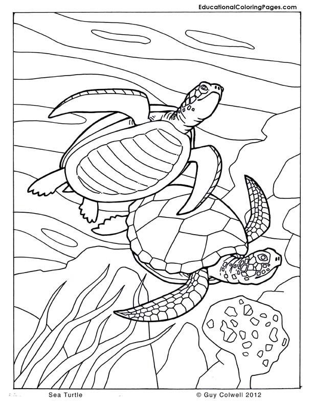 sea turtle coloring