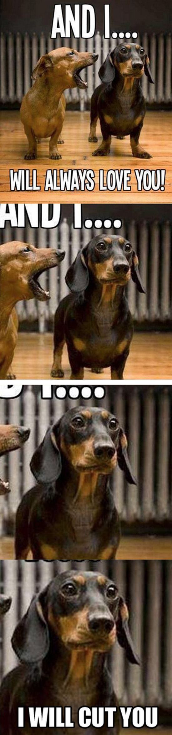 Top 25 Funny Animals Photos and Memes