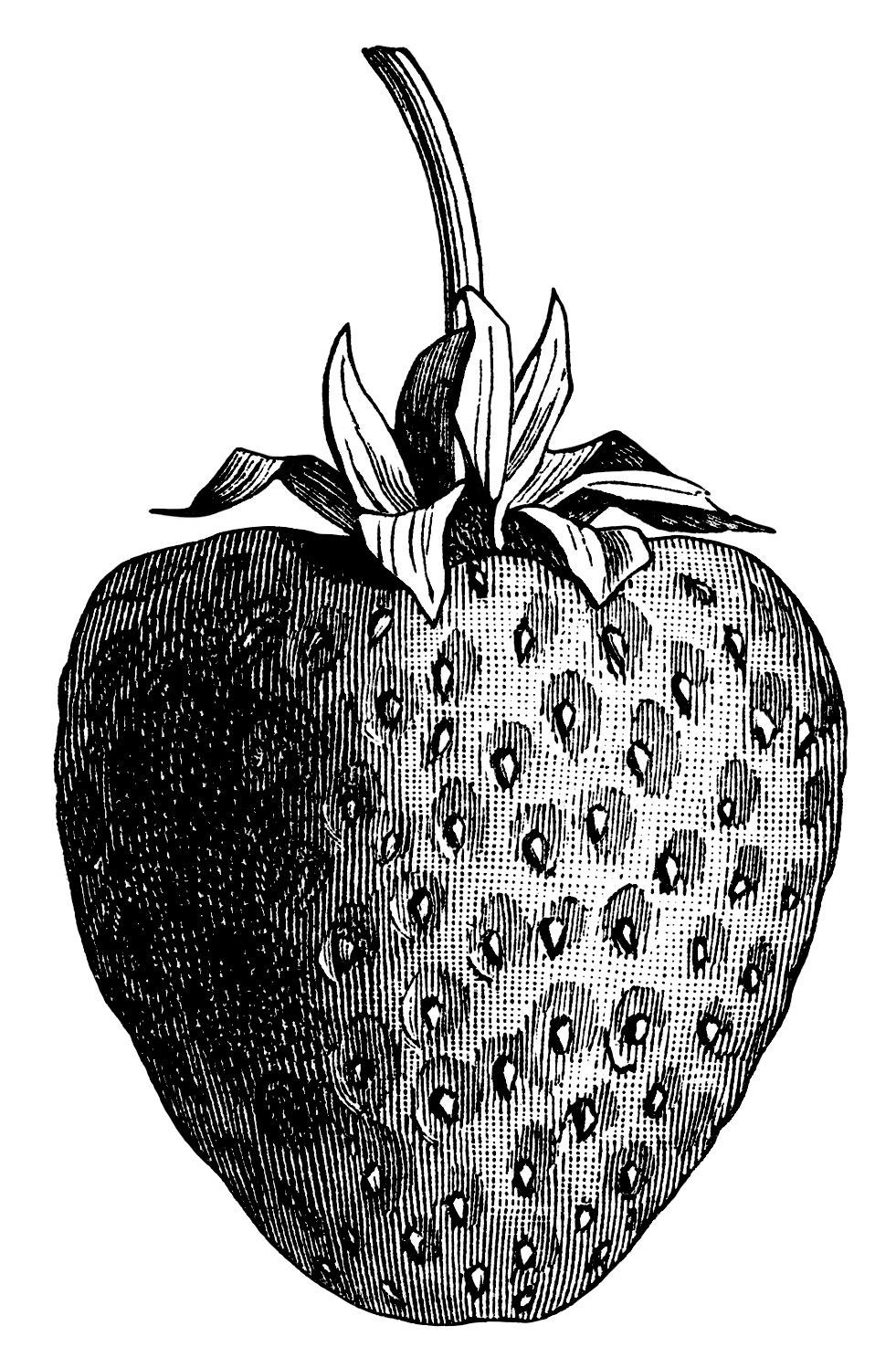 vintage strawberry clip art, black and white graphics, strawberry illustration, printable fruit image, berry digital stamp