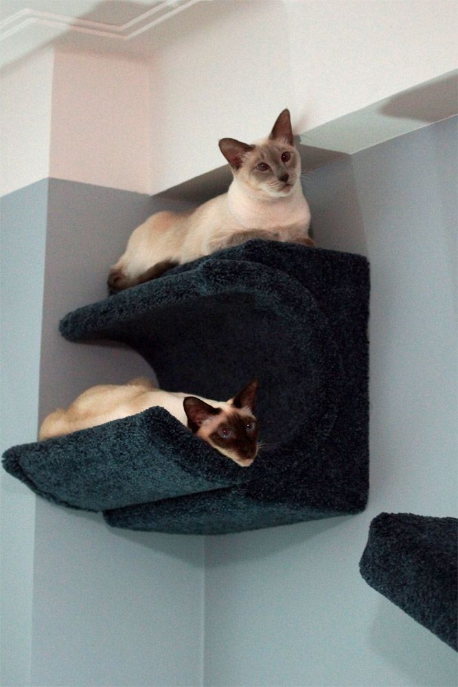 cat shelves | CatsPlay Cat Furniture Fall Finds – Fun New Products and Special …
