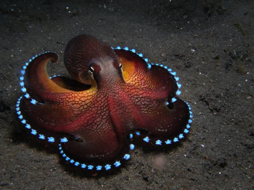 Cool coconut octopus:  Look no further than the floors of the western Pacific Ocean to find this stunning cephalopod in action,