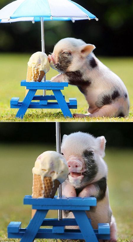 Cute Piggy Nerding Out on Ice Cream | 8-Bit Nerds