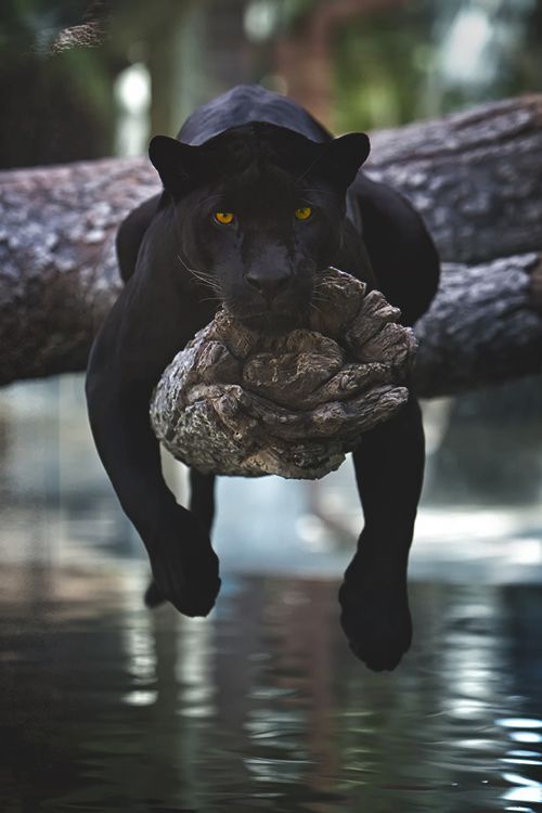 Did you know that Black Panthers are actually just black jaguars?