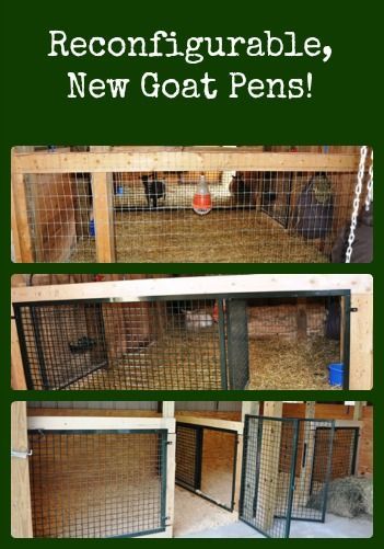 How we changed to strong, see-thru goat pens that can be reconfigured for the changing needs of our Nigerian Dwarf goat herd.
