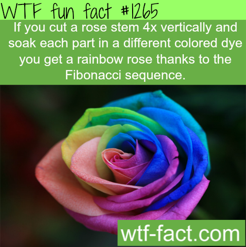 If you cut a rose stem 4x vertically and soak each part in a different colored dye you get a rainbow rose thanks to the Fibonacci