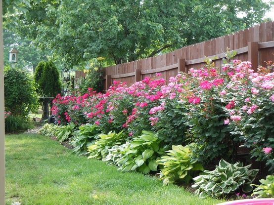 Knockout roses and hostas planted along fence  This is so beautiful!