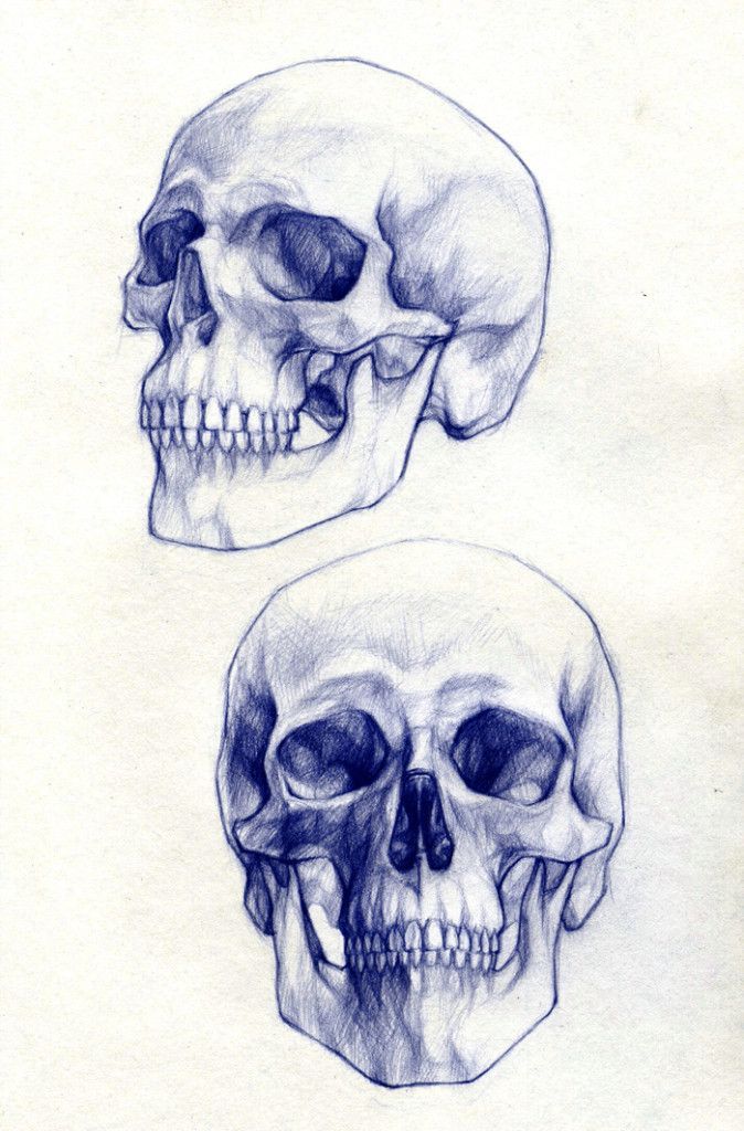 Skull drawings 1
