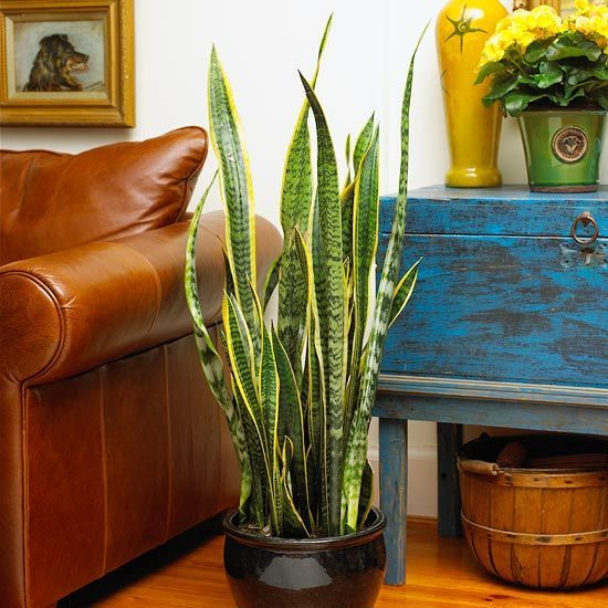 Snake Plant rowing Conditions: Low to bright light; 60-85 degrees F.; allow the soil surface to dry between waterings    Size: To