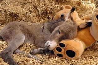 So much cuteness – I cant stand it! A baby miniature donkey with his Teddy bear.