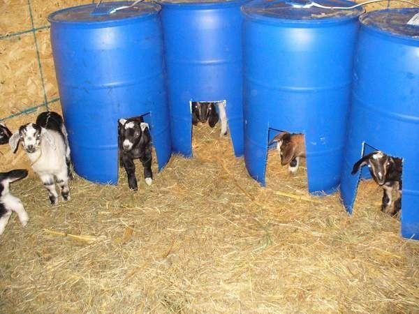 These would make great creep feeders, as well as safe place to get out from under bigger goats, and warmer sleeping in winter.