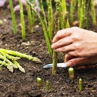 This hardy crop lasts for decades in the garden and is one of the first vegetables that can be harvested in spring. Plant