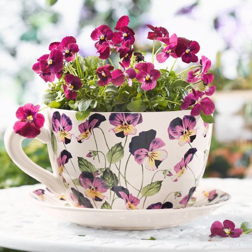 Viola in a pansie cup.  I have done this before. It is a good idea and a cheap decoration for receptions, showers, girlie parties,