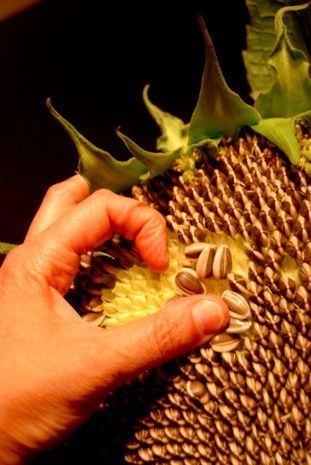 harvesting and drying sunflower seeds,