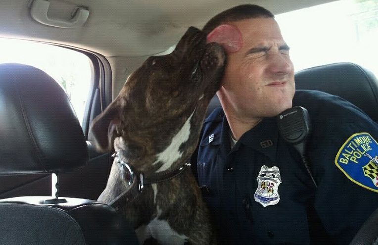 Police Respond to Vicious Dog in Baltimore City – I love this story!!!