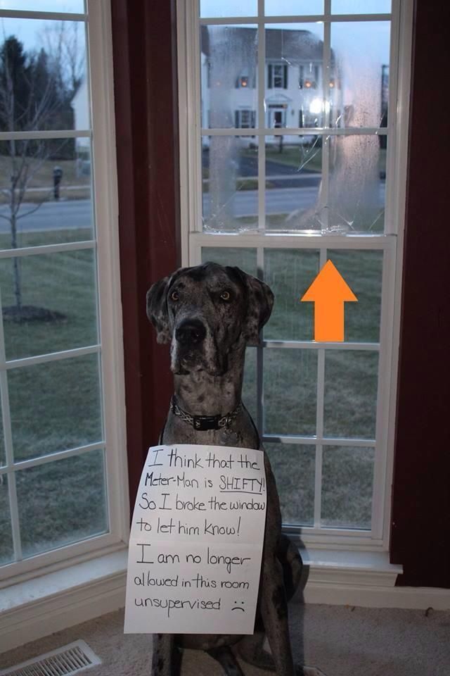 20 Funny Photos of Guilty Great Danes