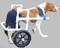 As dogs get elderly and arthritis or other hip challenges increase, a DIY dog wheelchair might help you extend your dog’s life.