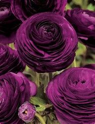 Deep Purple Ranunculus make for a great wedding flower with their wonderful color. They also take up more space, making your table