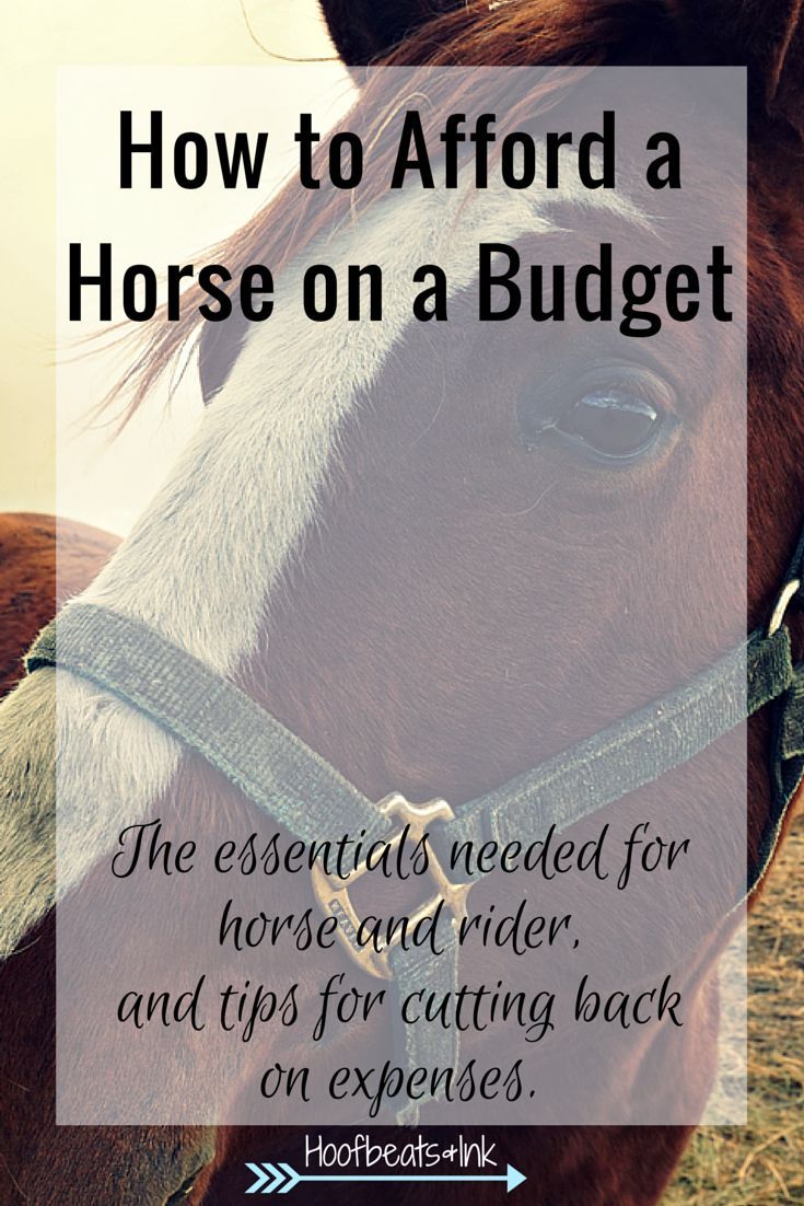 How to afford a horse on a budget. The essentials needed for horse and rider, and tips for cutting back on expenses. via Hoofbeats