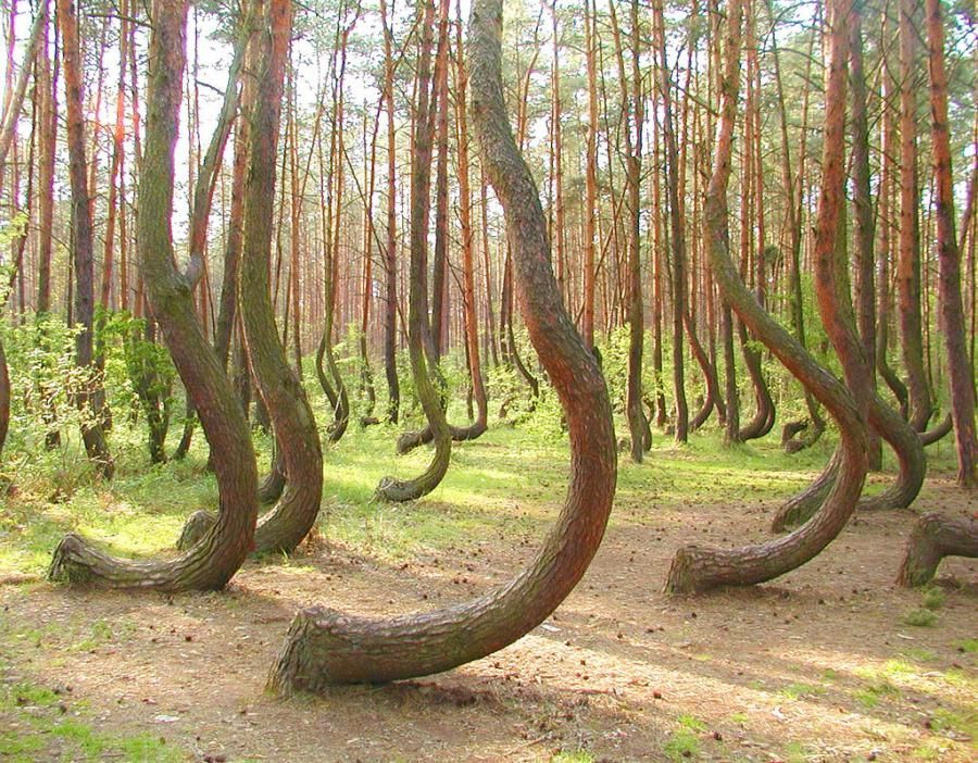 I need to see this before i die. The Crooked Forest in Poland.  No one knows what caused these trees to grow this way. But I want