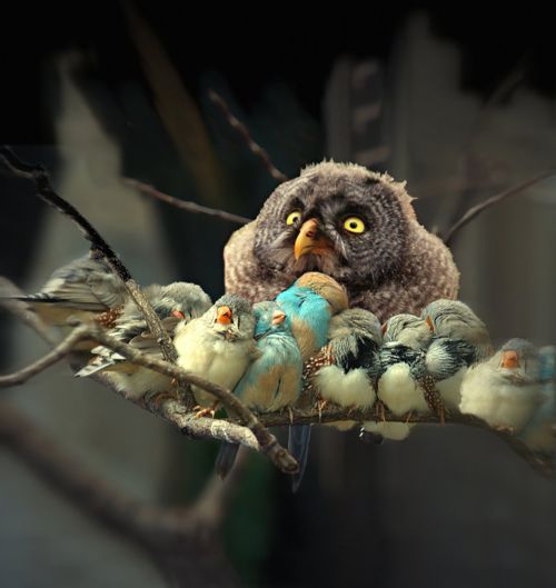 Owl overload!