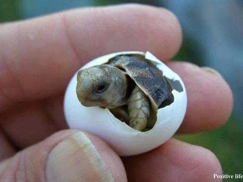 teeny tiny turtle
