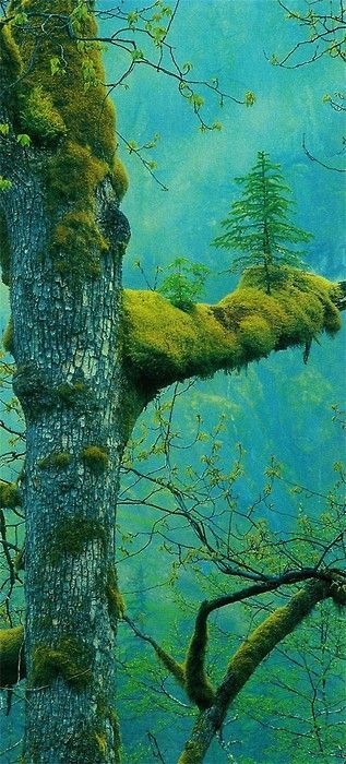 The Greenman, Cernunnos /Herne the Hunter… A Tree Growing on Another Tree , and Moss… By Artist Unknown…