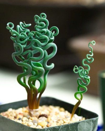 There are so much beautifull but strange plants on this earth :P -Trachyandra tortilis.
