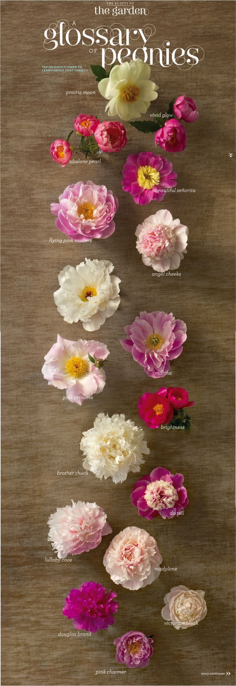 want Peonies in my bouquet. Didnt know there are so many different kinds!