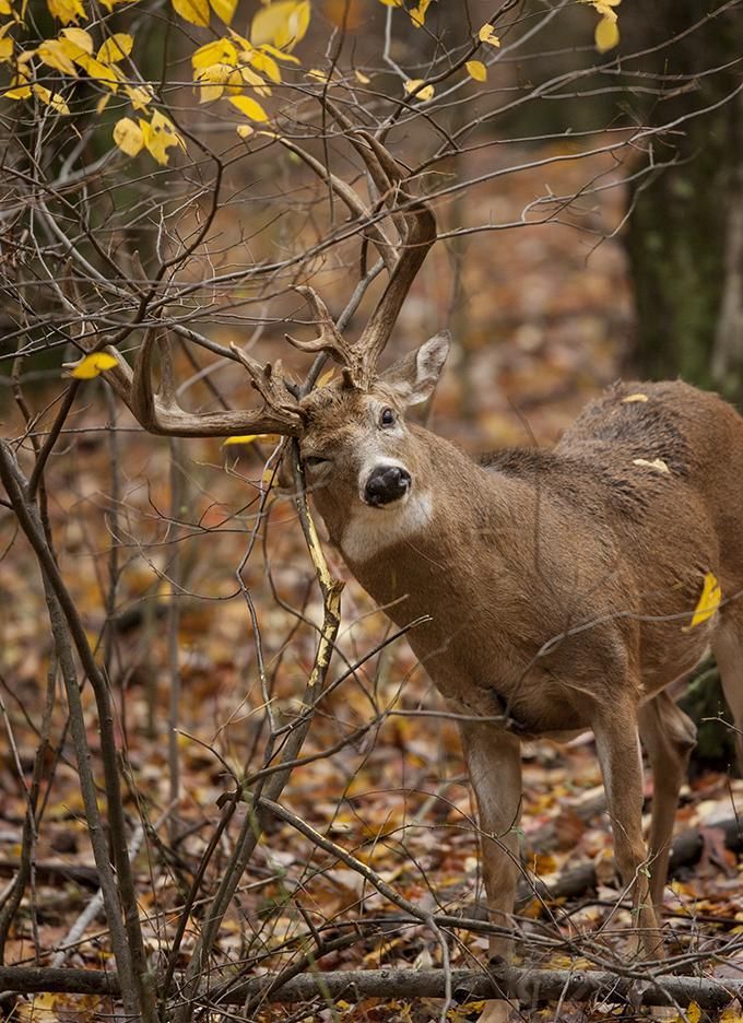 Whitetail Deer: How To Use Clues to Track the Rut — Outdoor Life – top stories by Tom Carpente
