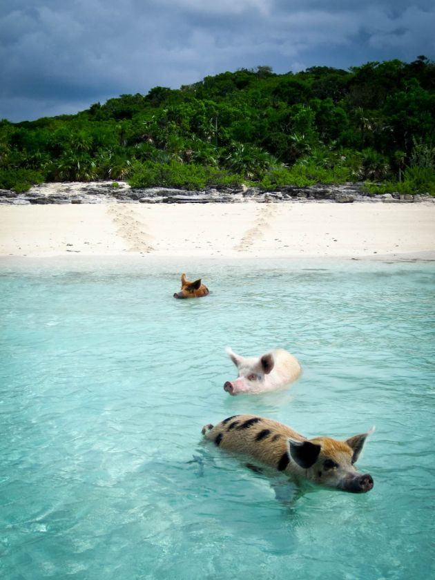 A beautiful tropical island where Wild Pigs swim in the crystal clear waters. Big Major Cay island in The Bahamas