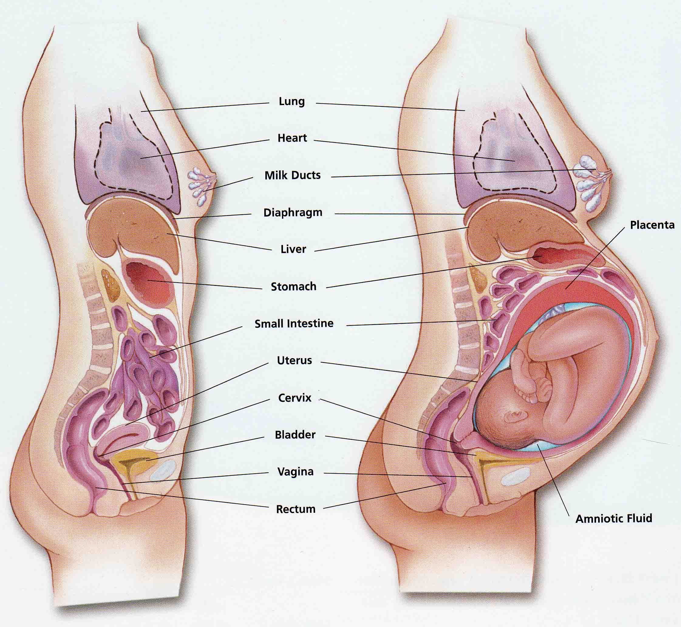 absolutely love this diagram. shows pregnant body/anatomy/organs