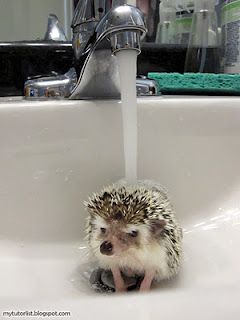 After reading the posts about this ADORABLE hedgehog, I must say, I WANT ONE! @Kelly Smith