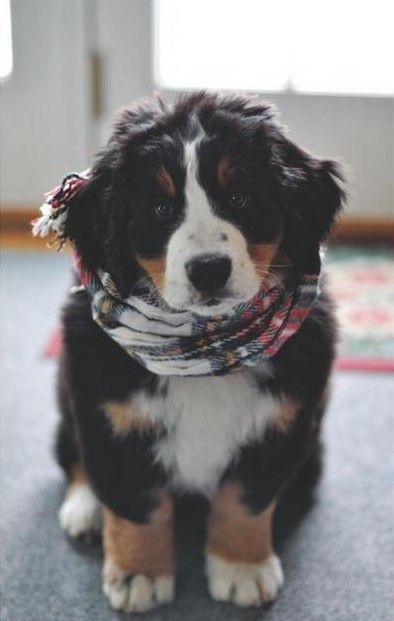 Bernese Mountain Dogs, they are awesome