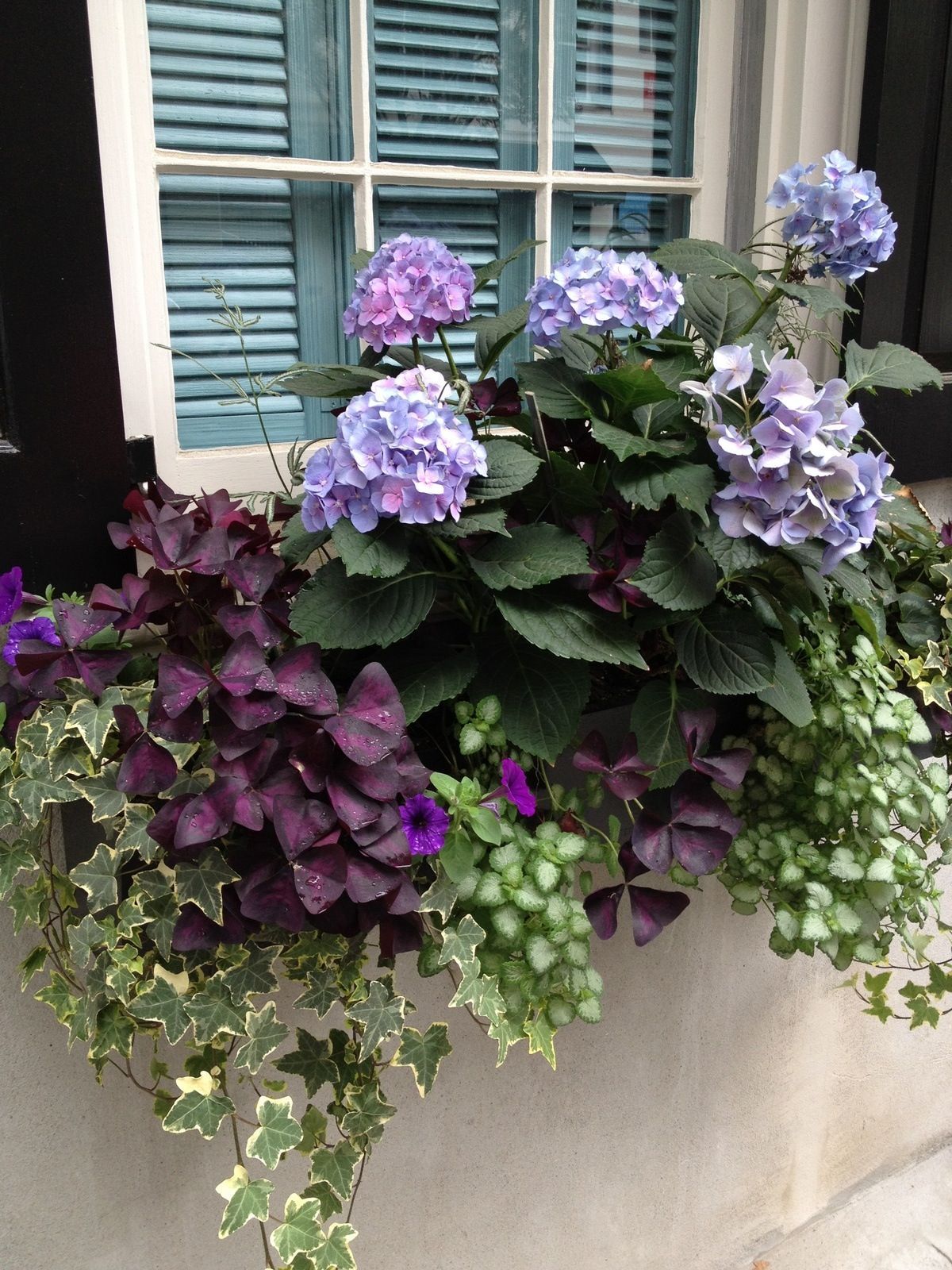 Charleston window box: Blue Hydrangea, Purple Oxalis, Silver Lamium, English Ivy. I am certain those hydrangeas would not feel at