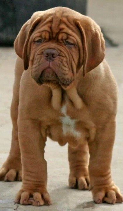 Dogue de Bordeaux Puppy (French Mastiff ) – 15 Reasons Dogs Will Make You a Better Person
