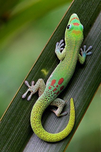 I once owned a Day Gecko like this one. They are very fun to watch with their vibrient colors and adorable personalities. I would
