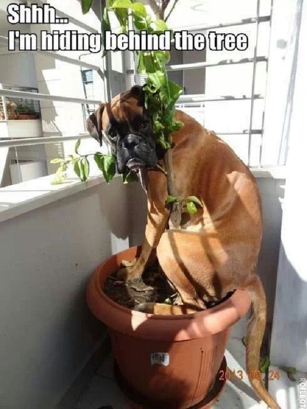 14 Images Only Lovers Of Boxer Dogs Will Understand. Number 3 Will Crack You Up!