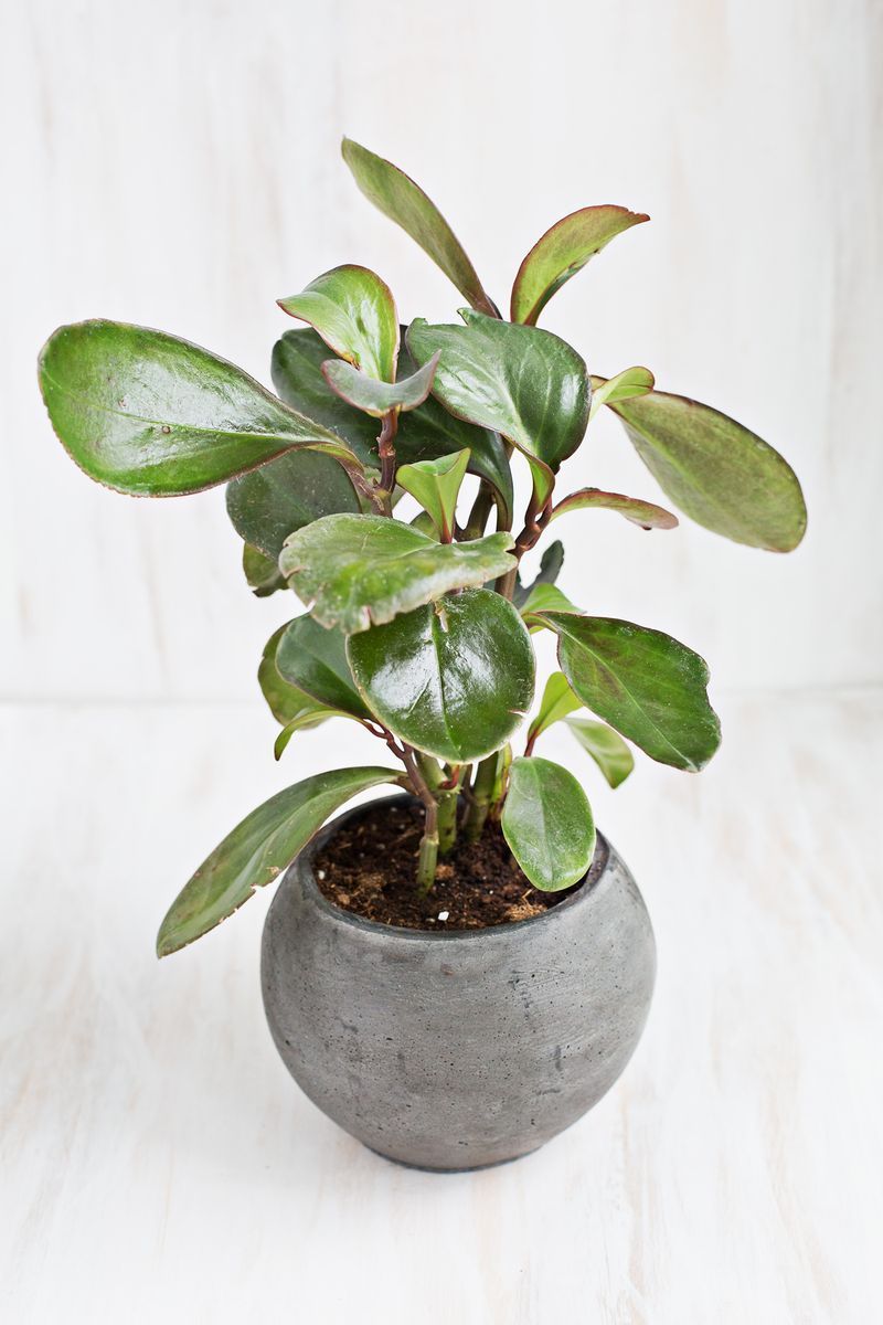 7 of our favorite non-toxic plants that are safe for kids and pets! Click through for more.