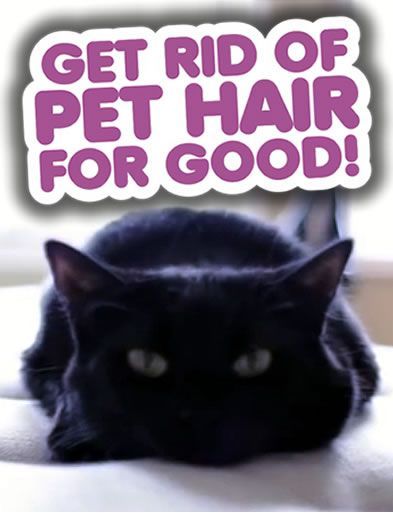Get Rid of Pet Hair for good! How to remove pet hair from laundry (AMAZING tip), furniture and floors.