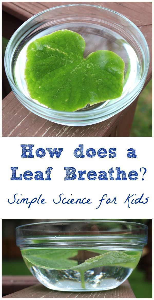 Looking to introduce your kids to more science?  Try this super EASY & quick experiment!