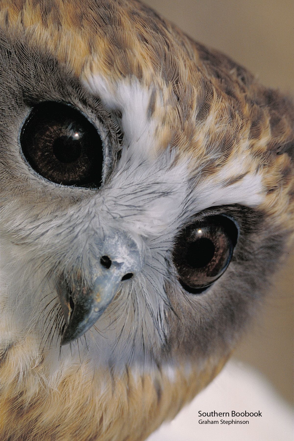 Sweet Owl Eyes