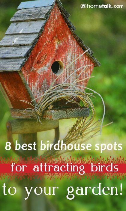 8 of the BEST Birdhouse Spots for Attracting Birds in Your Garden!